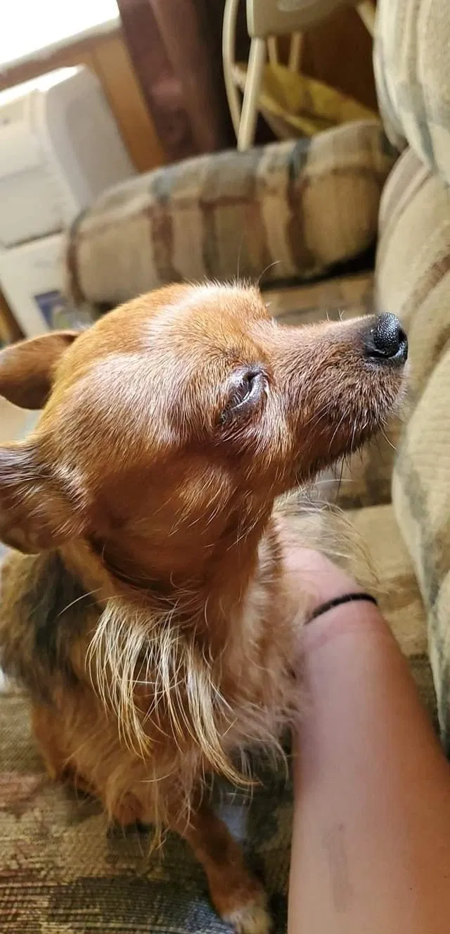 Lost dog in Manitowoc, WI, 54220