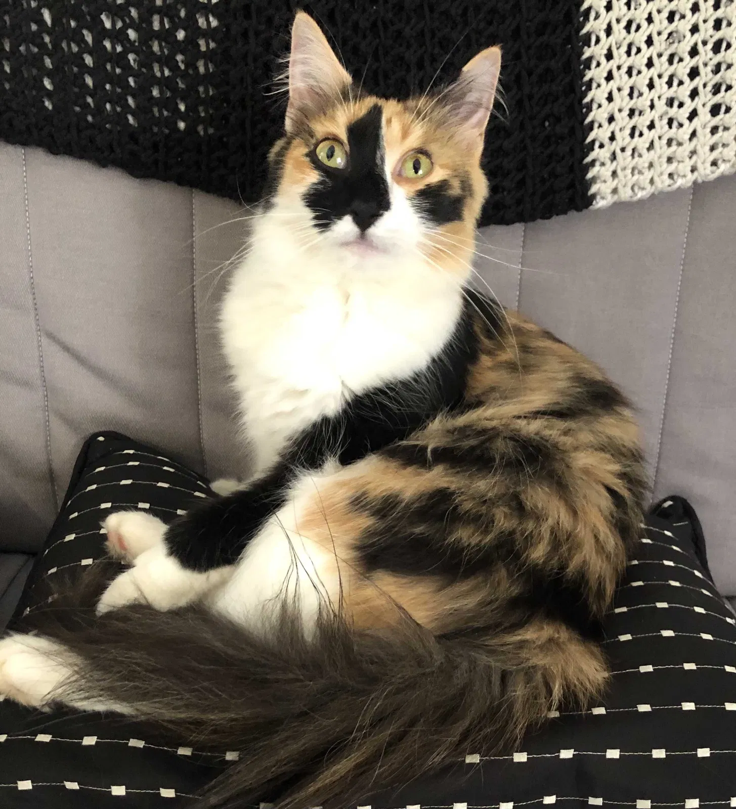 Lost cat in Old Hickory, TN, 37138