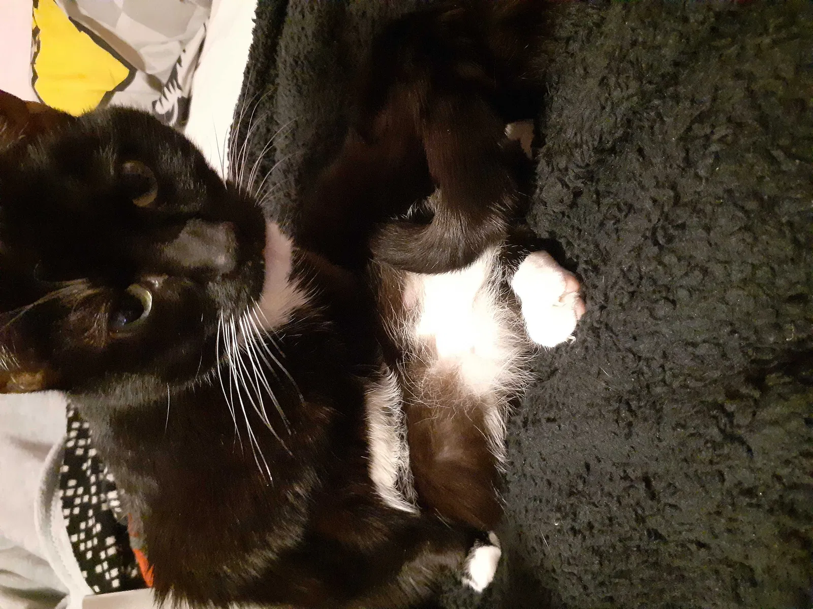 Lost cat in Pickerington, OH, 43147