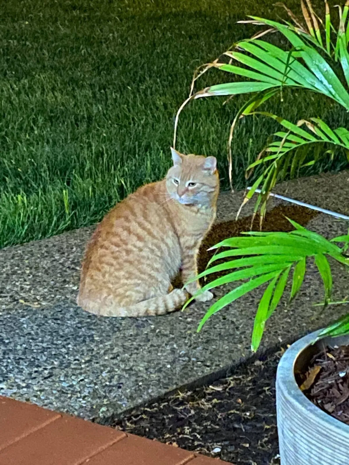 Found cat in Clementon, NJ, 8021