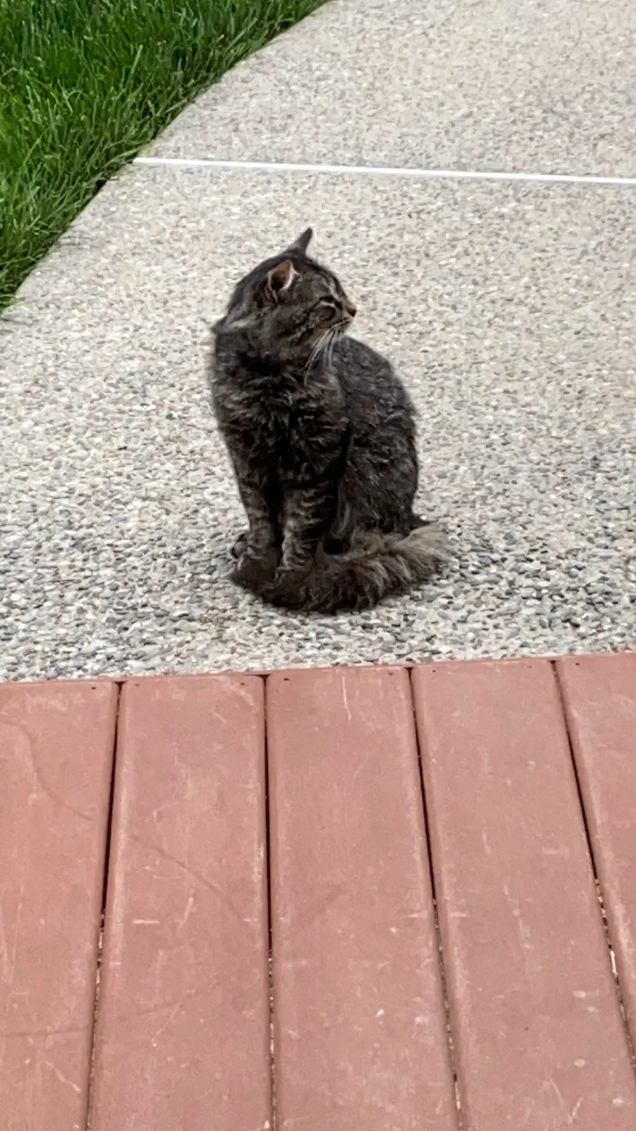 Found cat in Clementon, NJ, 8021