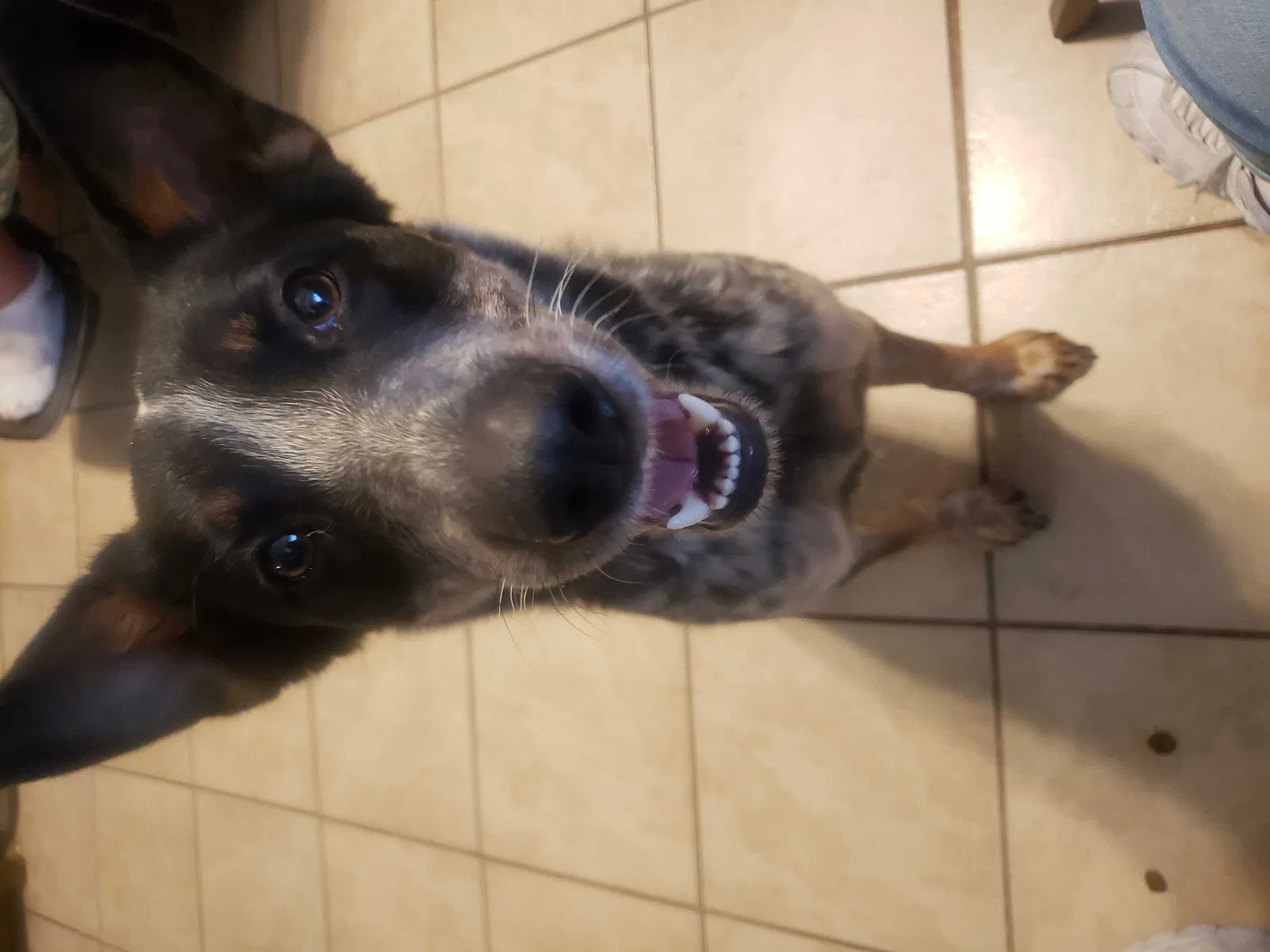 Found dog in Albuquerque, NM, 87121