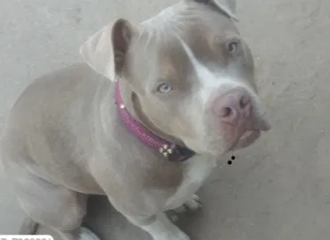 Lost dog in Weatherford, TX, 76086