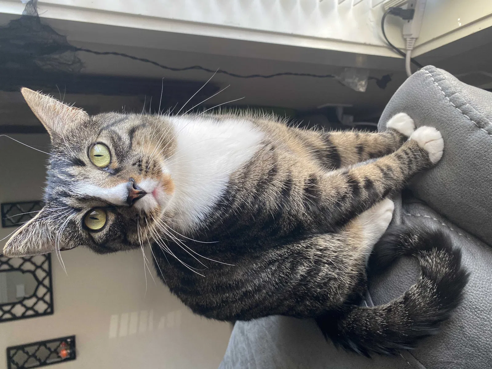 Lost cat in Springdale, AR, 72764