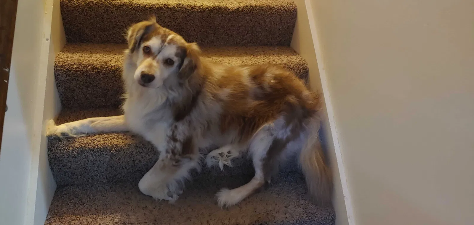 Lost dog in Bristow, IN, 47515