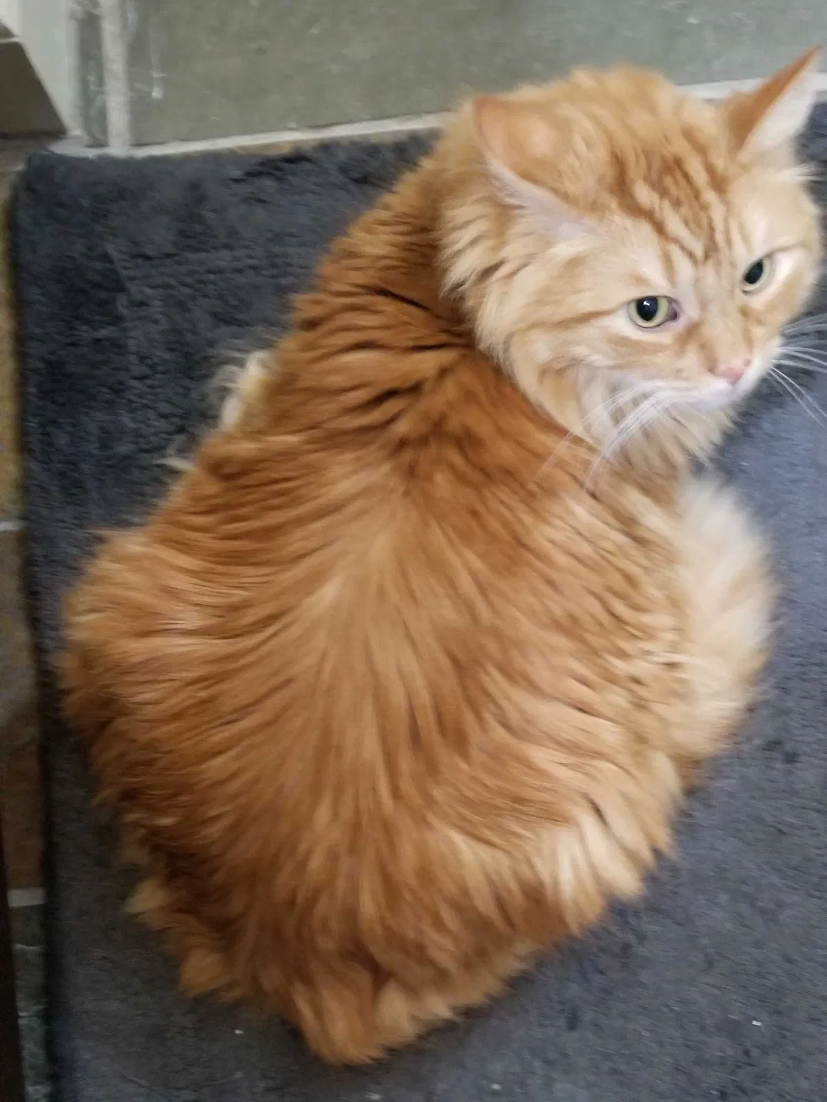 Lost cat in Norwood, MA, 2062