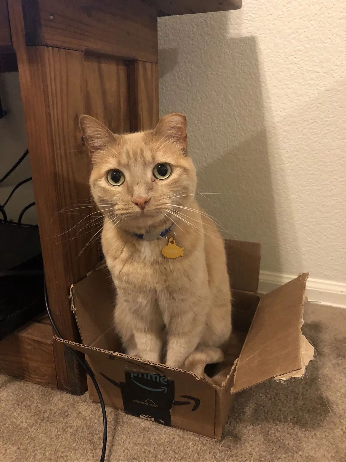 Lost cat in Parker, CO, 80134