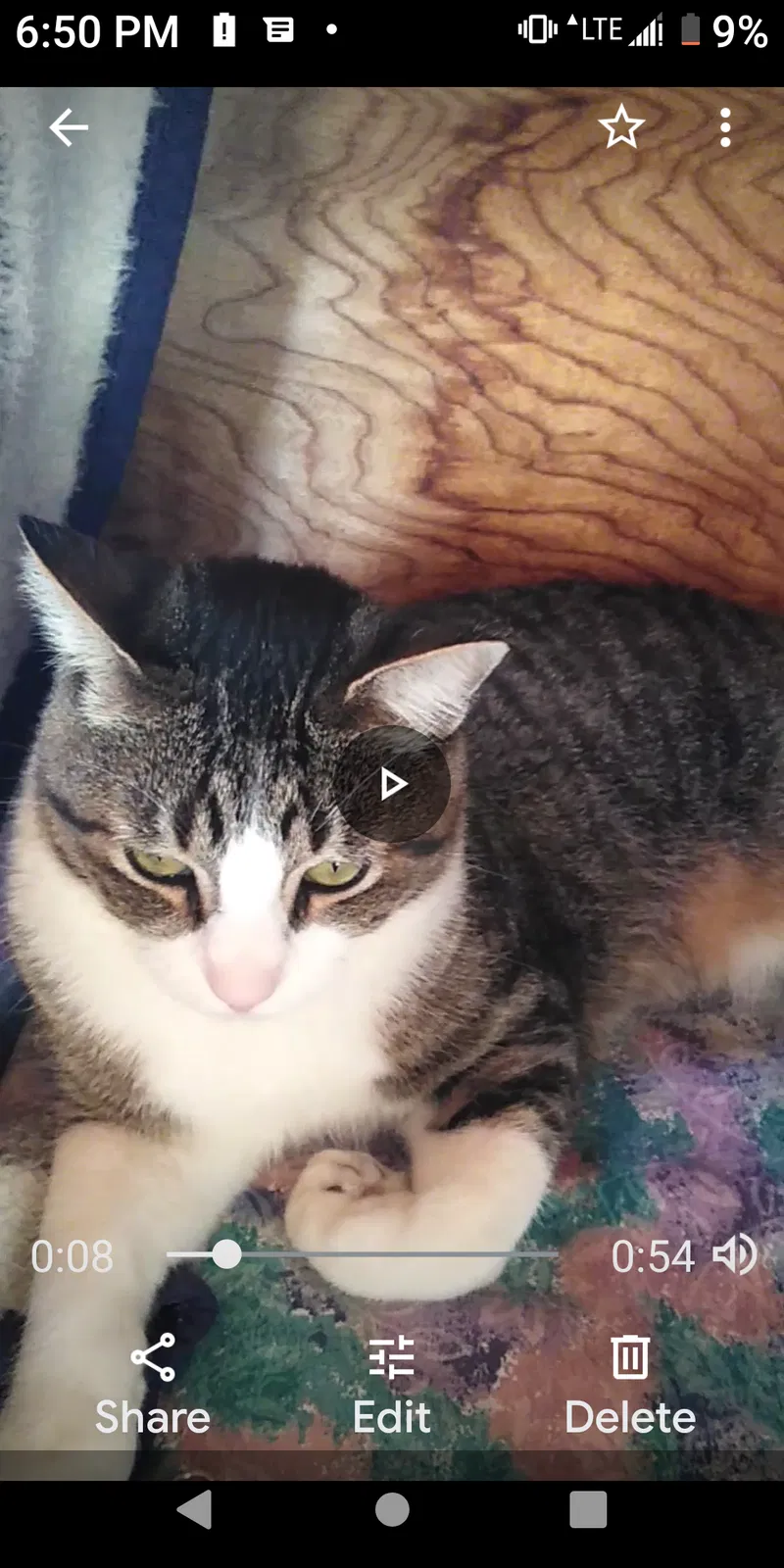 Lost cat in Denmark, TN, 38391