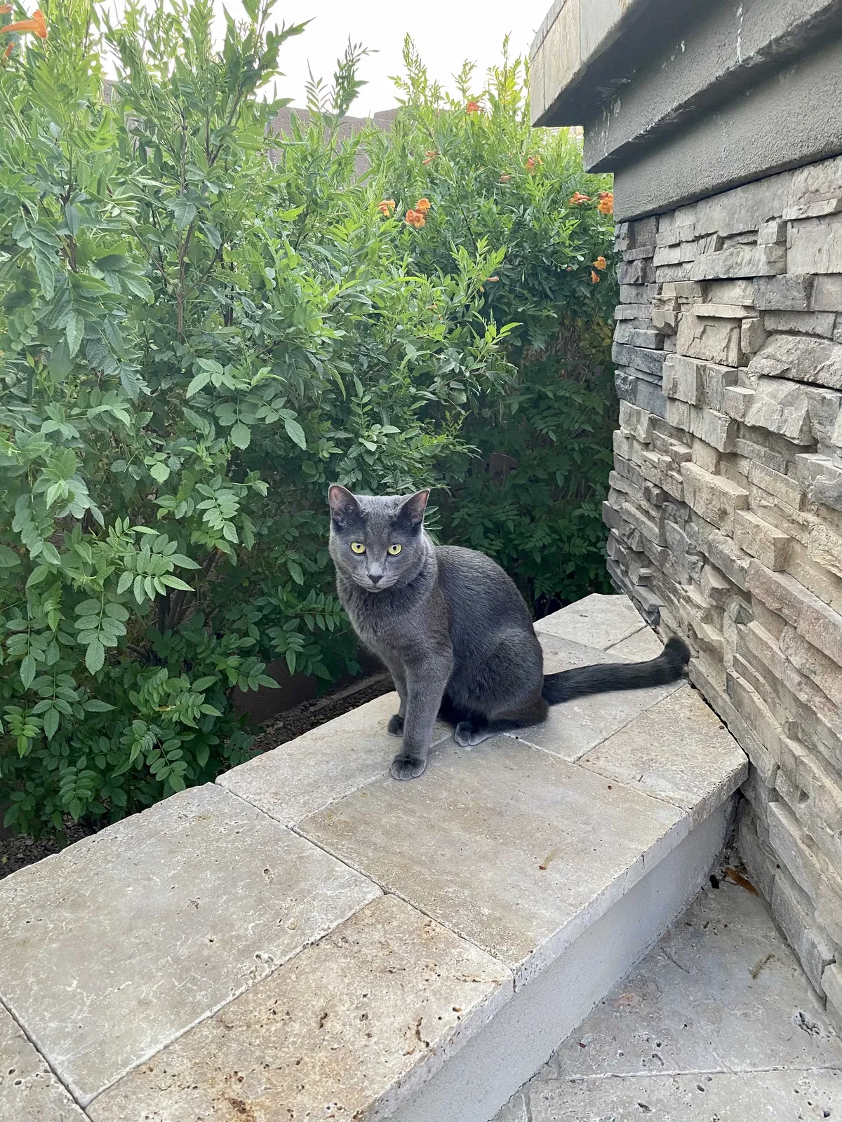 Lost cat in Surprise, AZ, 85379