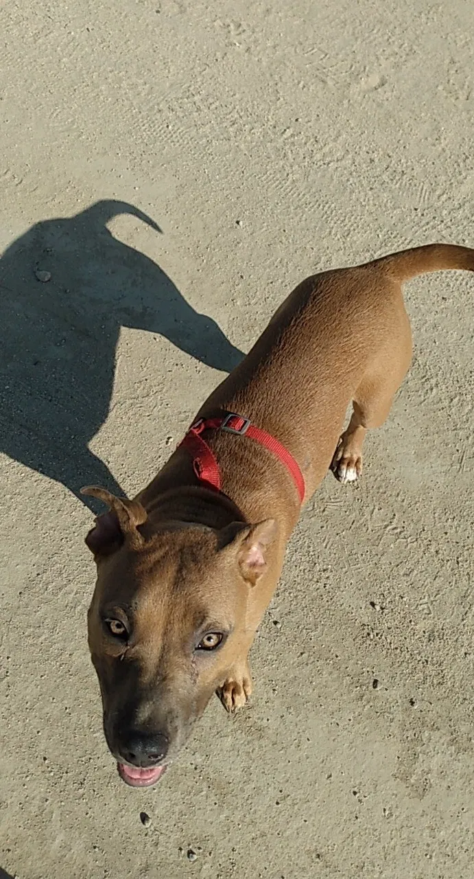 Lost dog in Bakersfield, CA, 93311