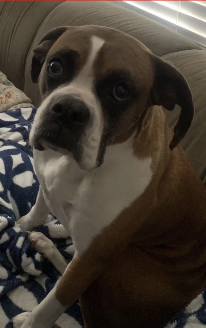 Lost dog in Salt Lake City, UT, 84101