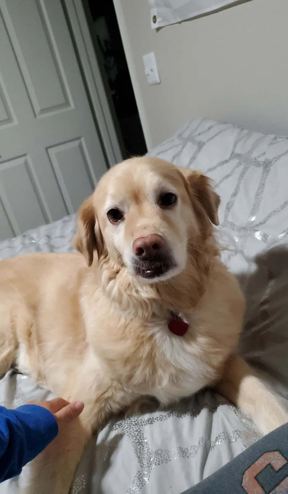 Lost dog in Mckinney, TX, 75070