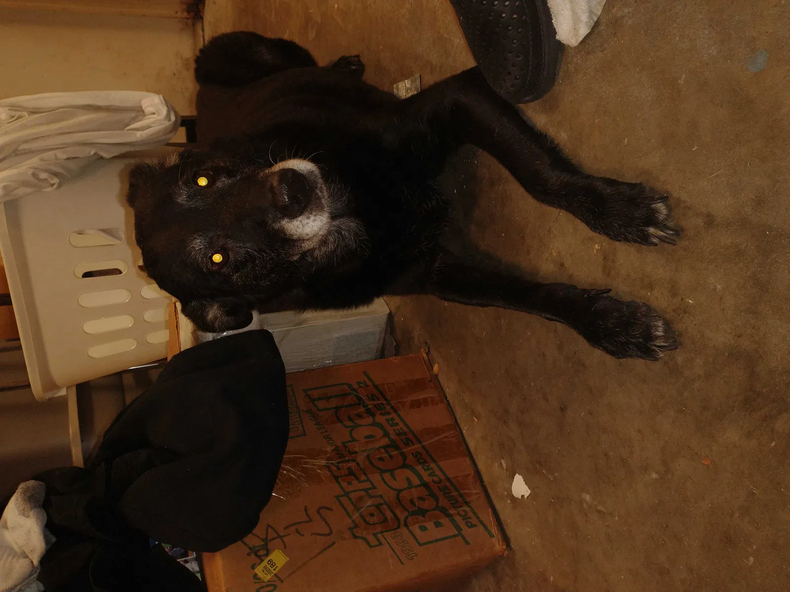 Found dog in Port Orange, FL, 32129