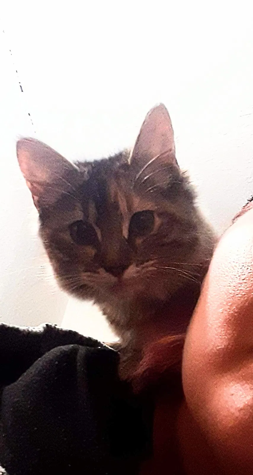 Lost cat in Bremerton, WA, 98310