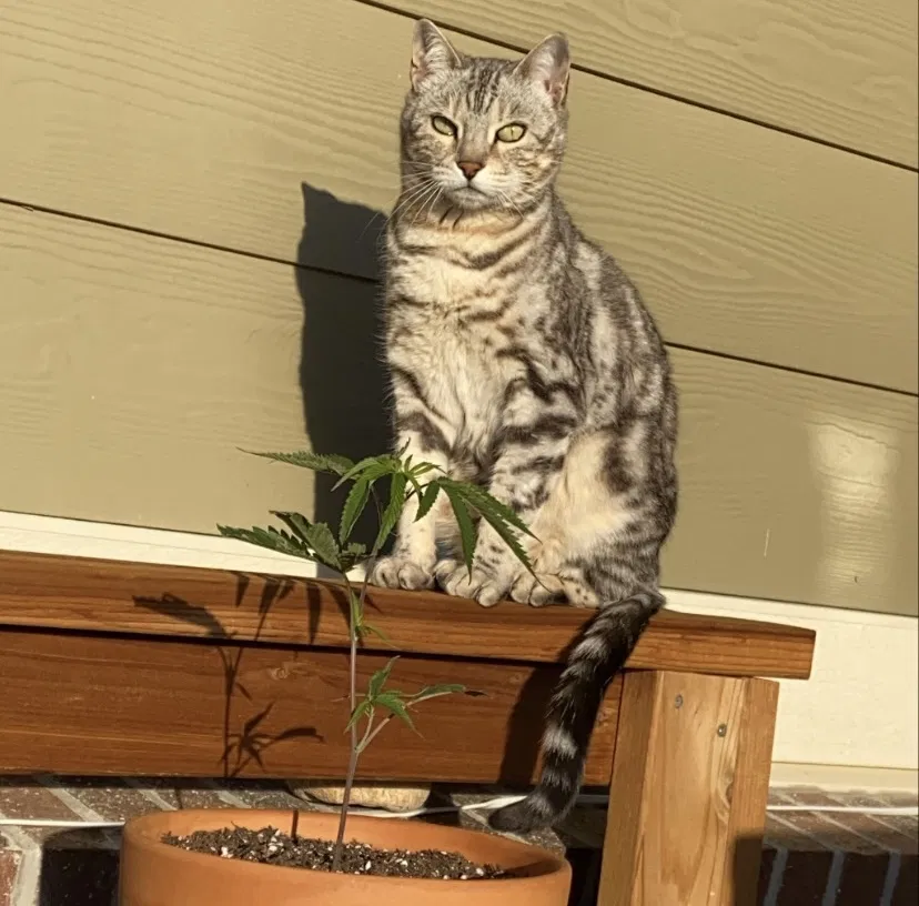 Lost cat in Carlsbad, CA, 92010
