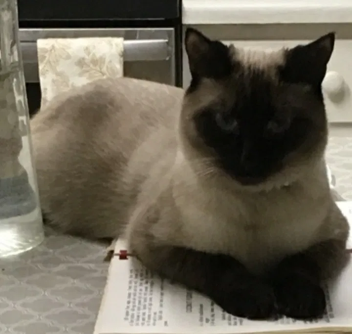 Lost cat in Richmond, VA, 23236