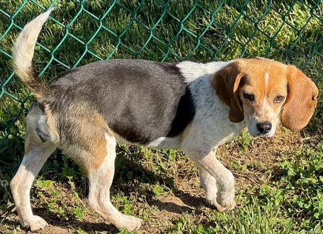Lost dog in Kents Store, VA, 23084
