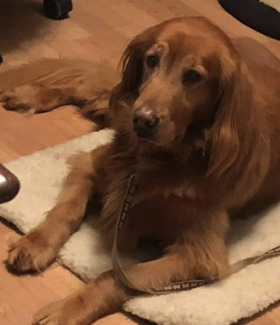 Lost dog in Orlando, FL, 32817