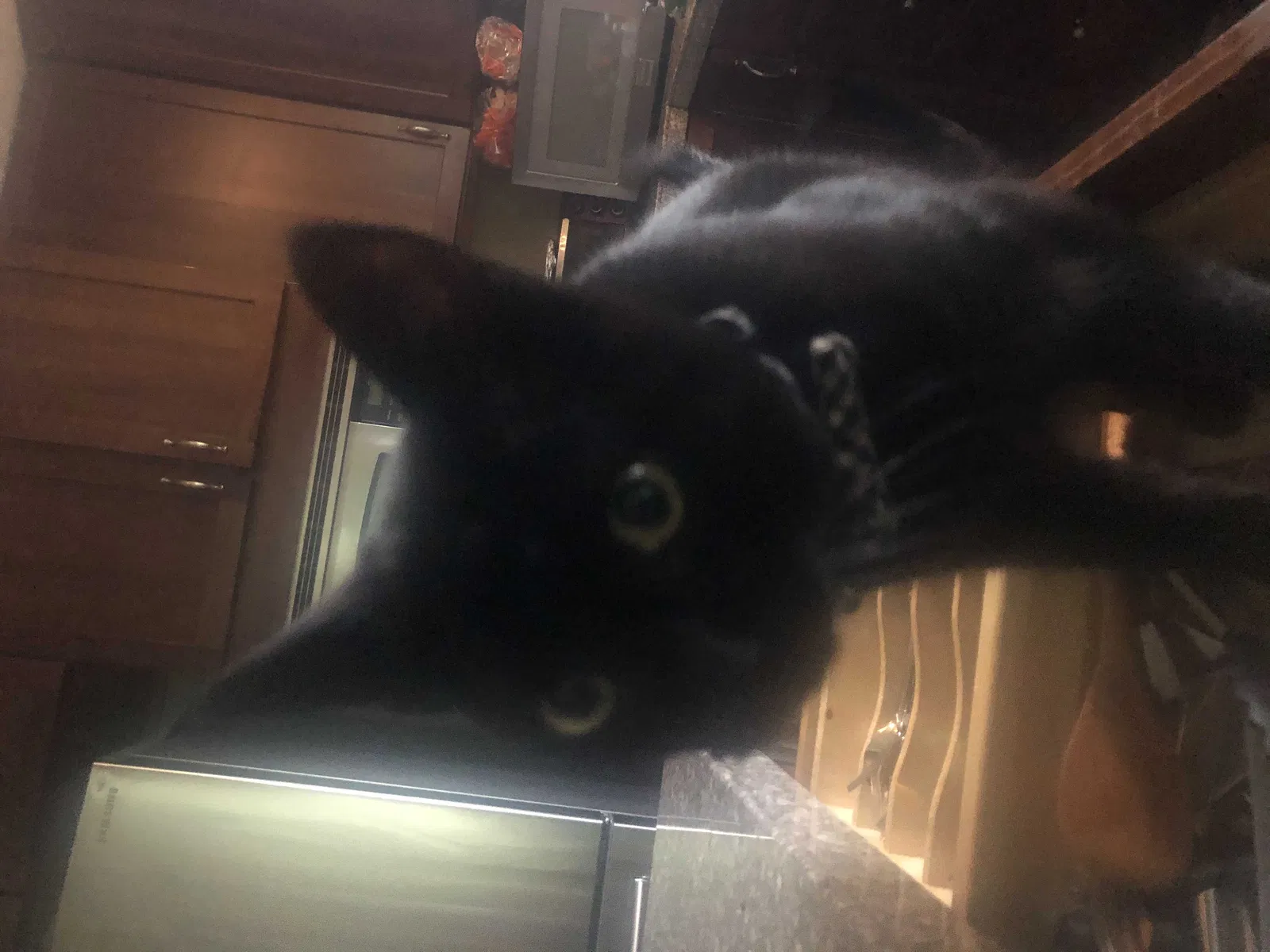 Lost cat in Salem, OR, 97306