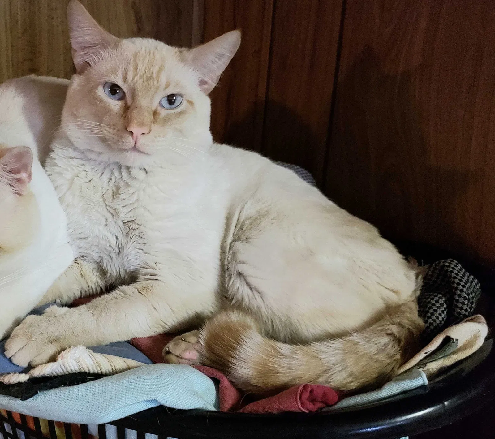 Lost cat in North Las Vegas, NV, 89031