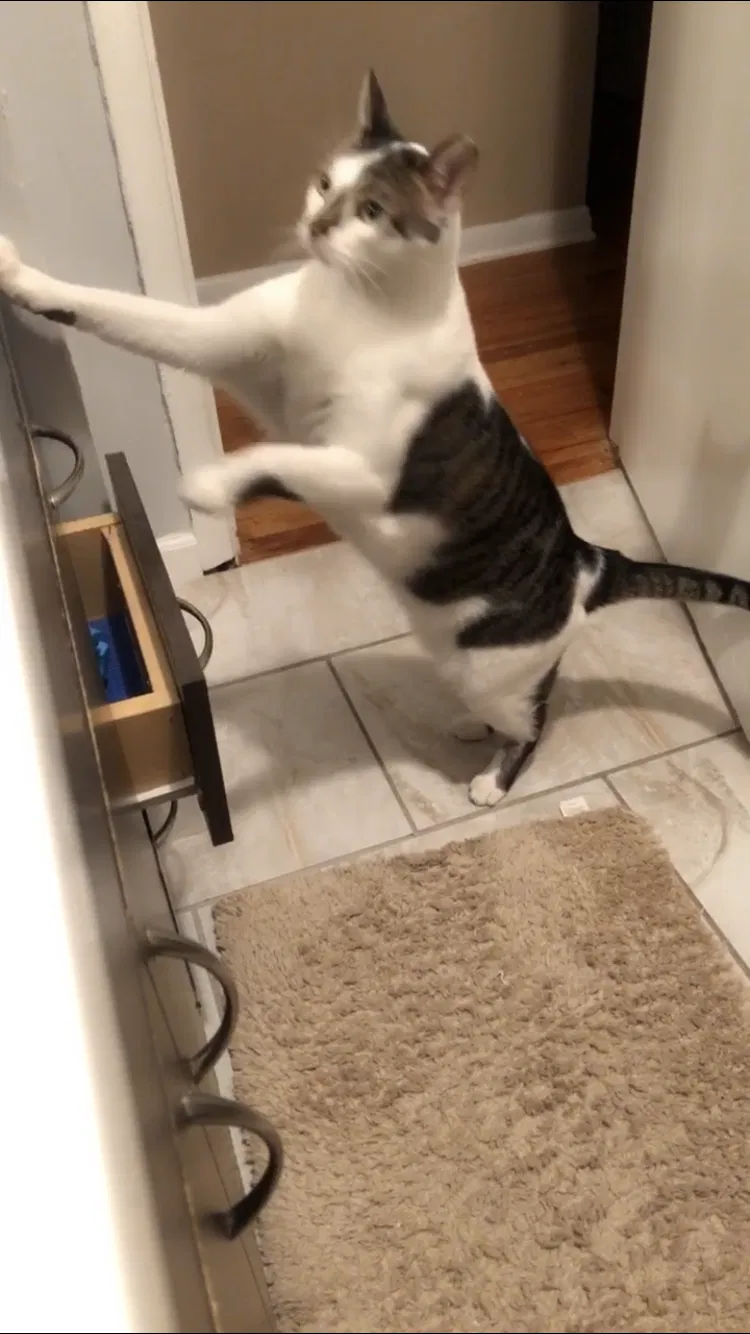 Lost cat in Cleveland, OH, 44109