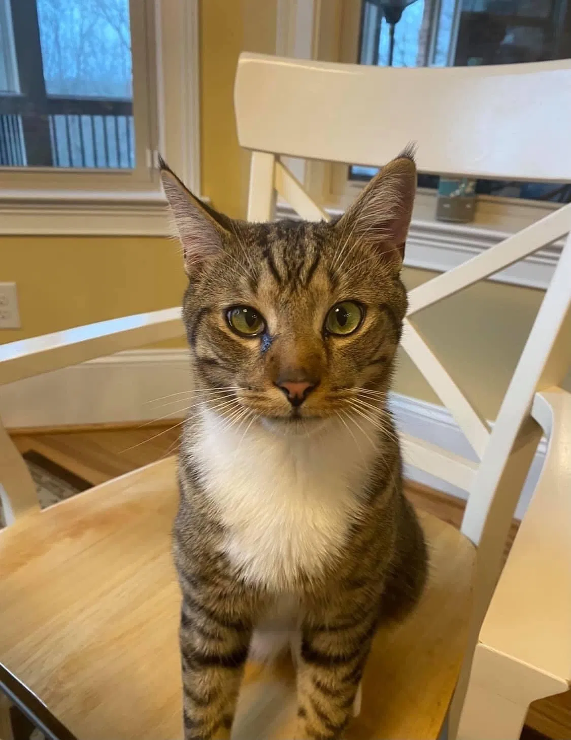 Lost cat in Braselton, GA, 30517