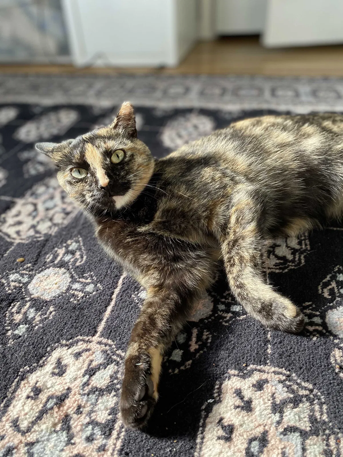 Found cat in Columbus, OH, 43221