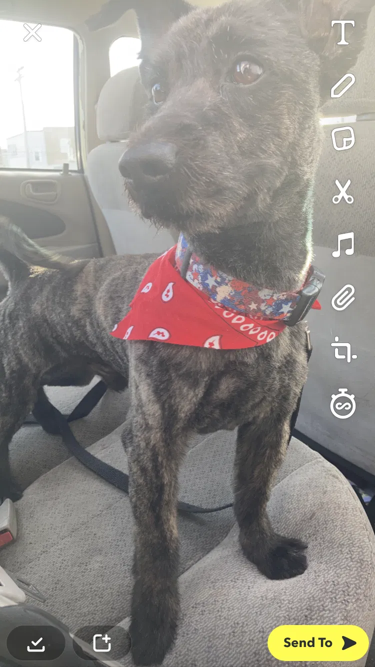 Lost dog in Cicero, IL, 60804