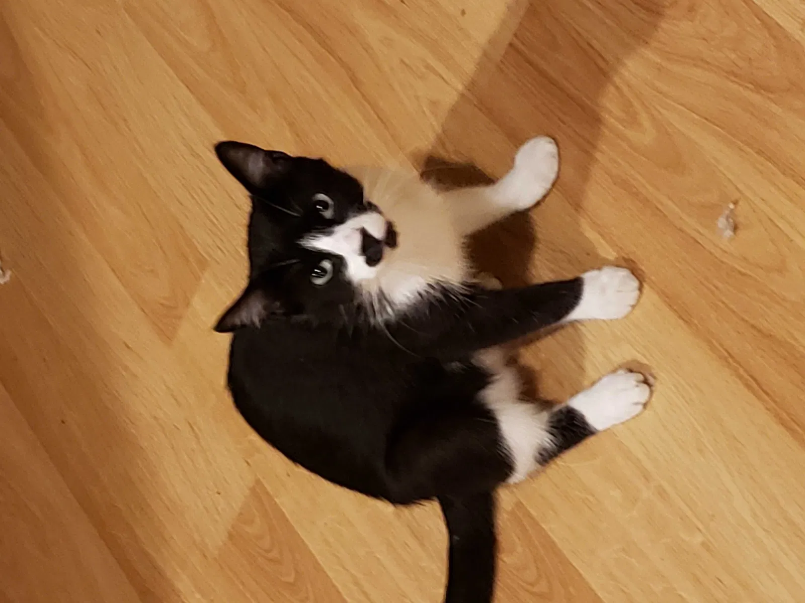 Lost cat in Denton, TX, 76201
