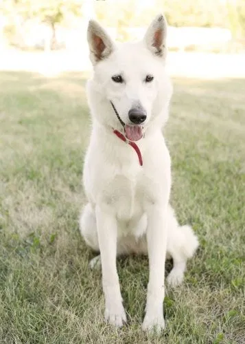 Lost dog in Palmdale, CA, 93550