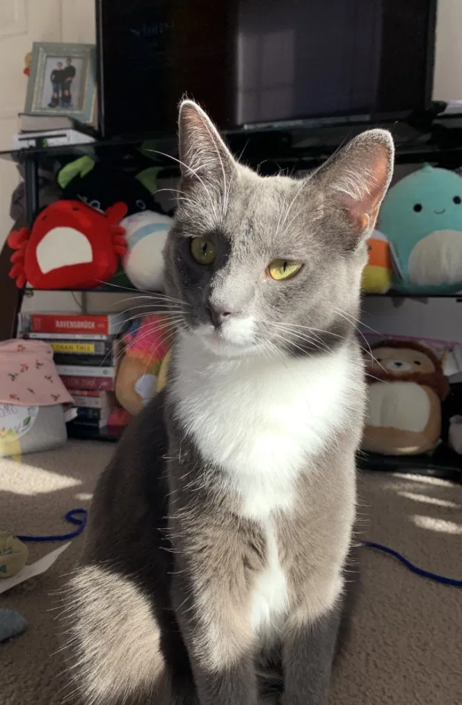 Lost cat in Central, SC, 29630