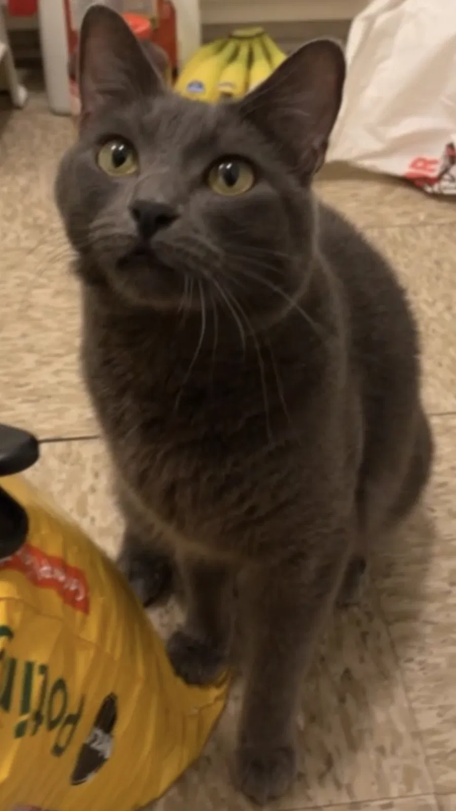 Lost cat in Long Beach, CA, 90815