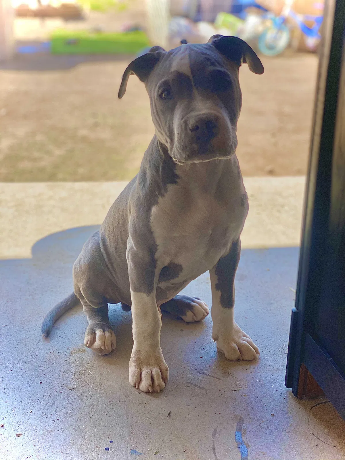 Lost dog in Queen Creek, AZ, 85142