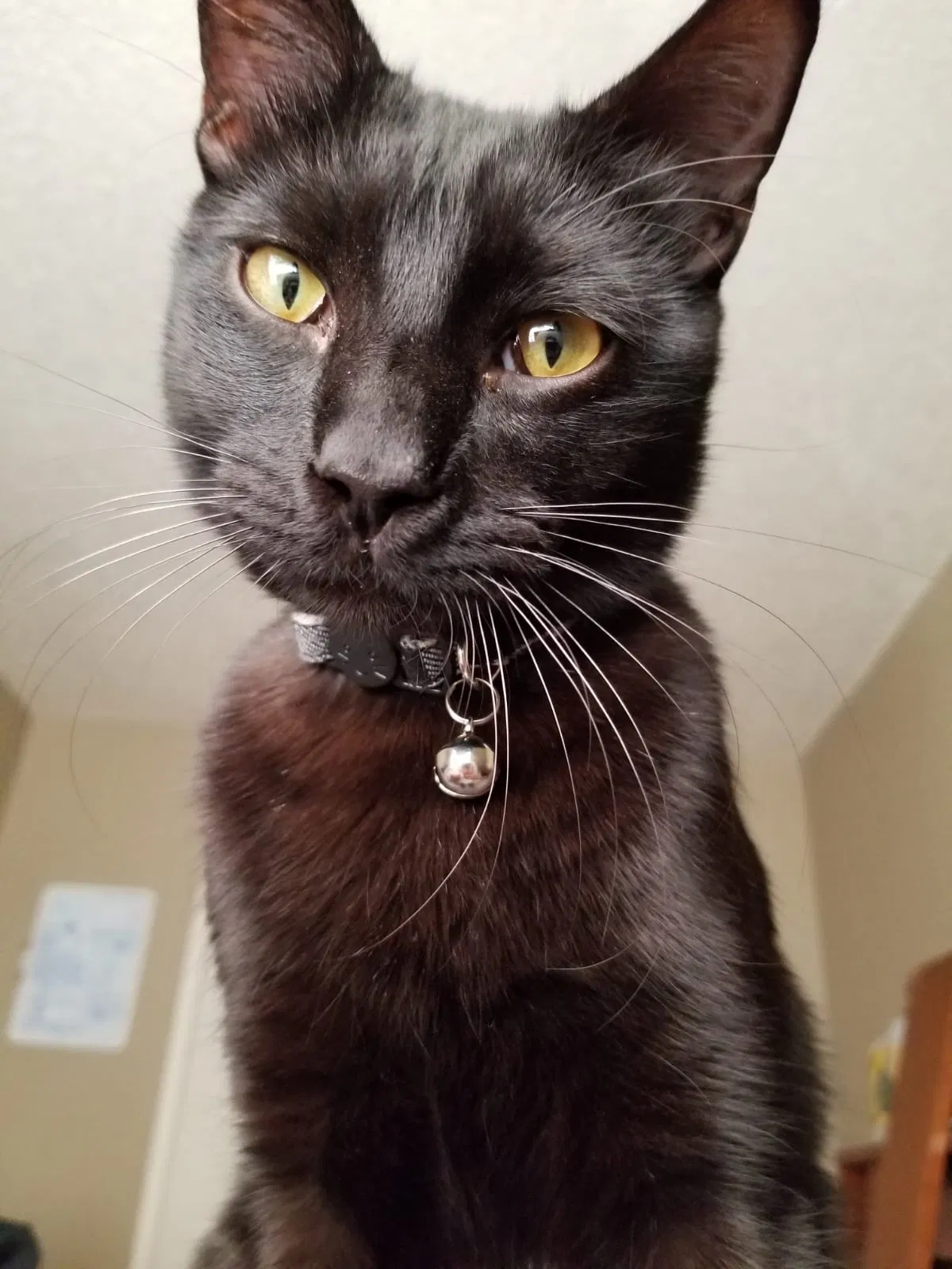 Lost cat in Temple, TX, 76502