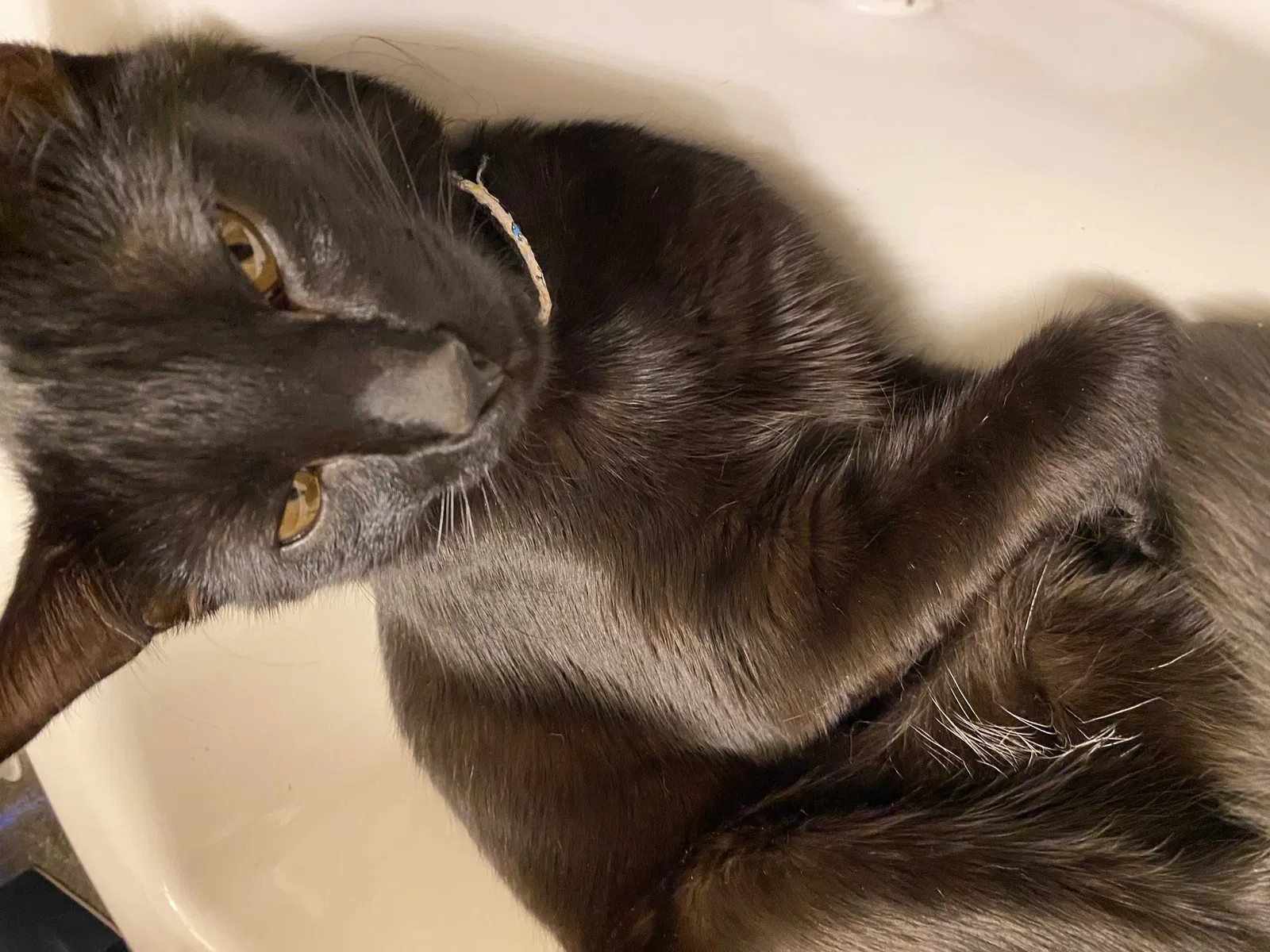 Lost cat in Cheyenne, WY, 82009