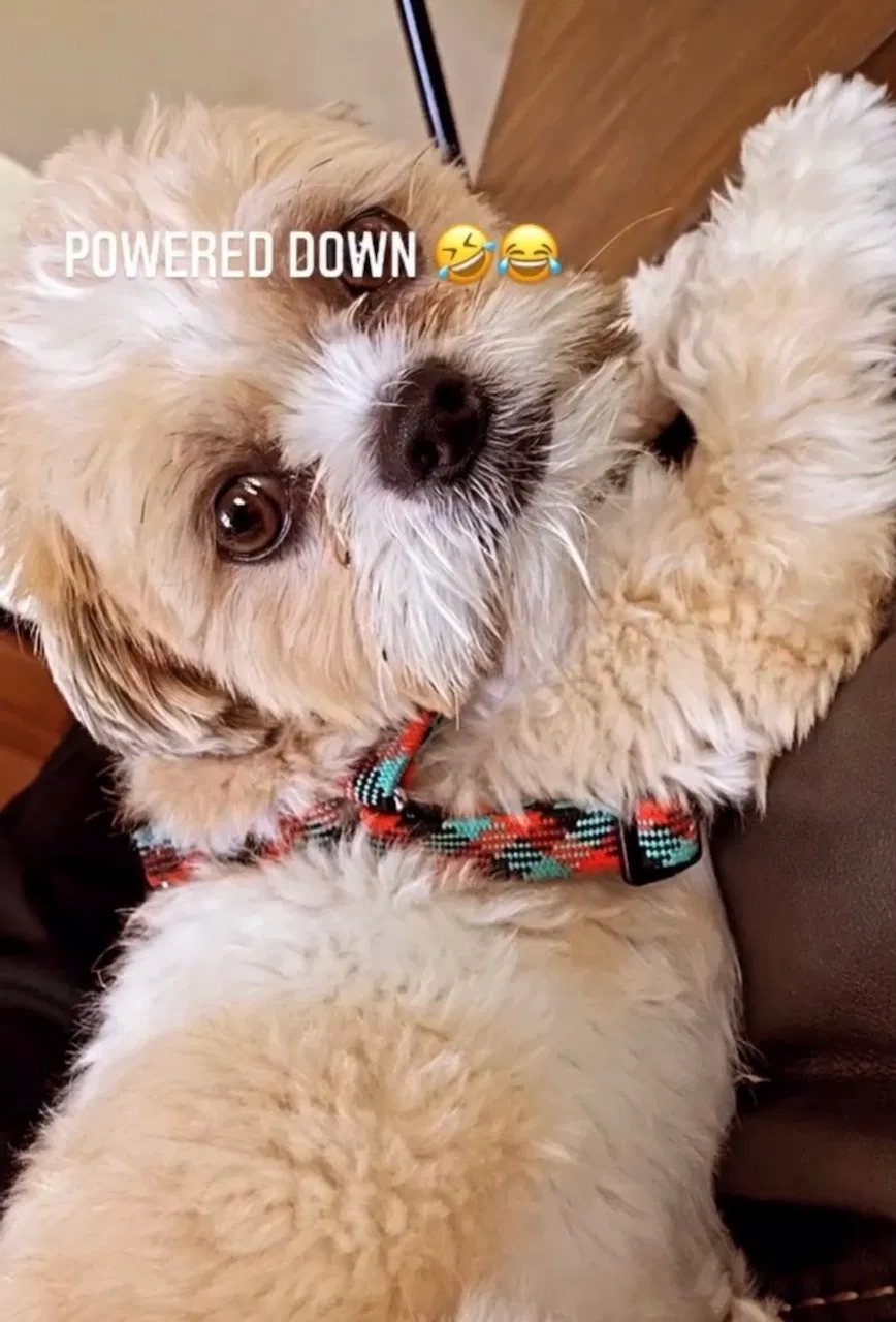 Lost dog in Charleston, SC, 29492