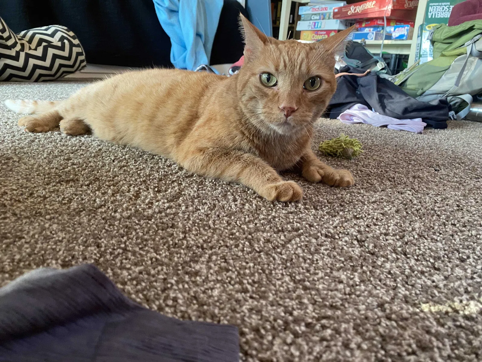 Lost cat in Annandale, MN, 55302