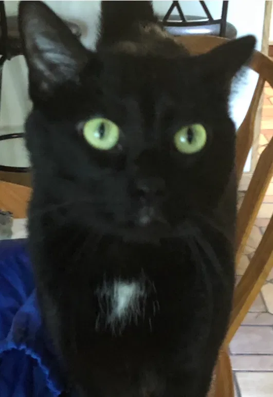 Lost cat in Andover, MN, 55304