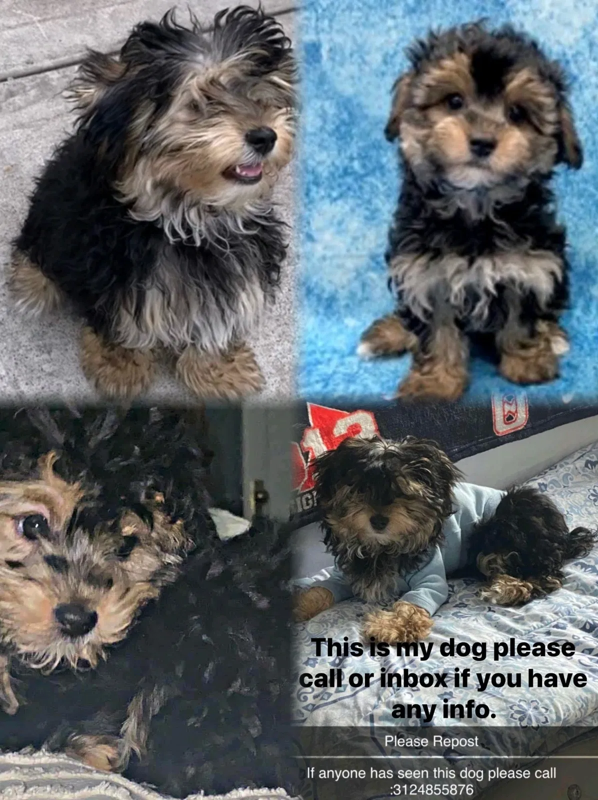 Lost dog in Chicago, IL, 60649