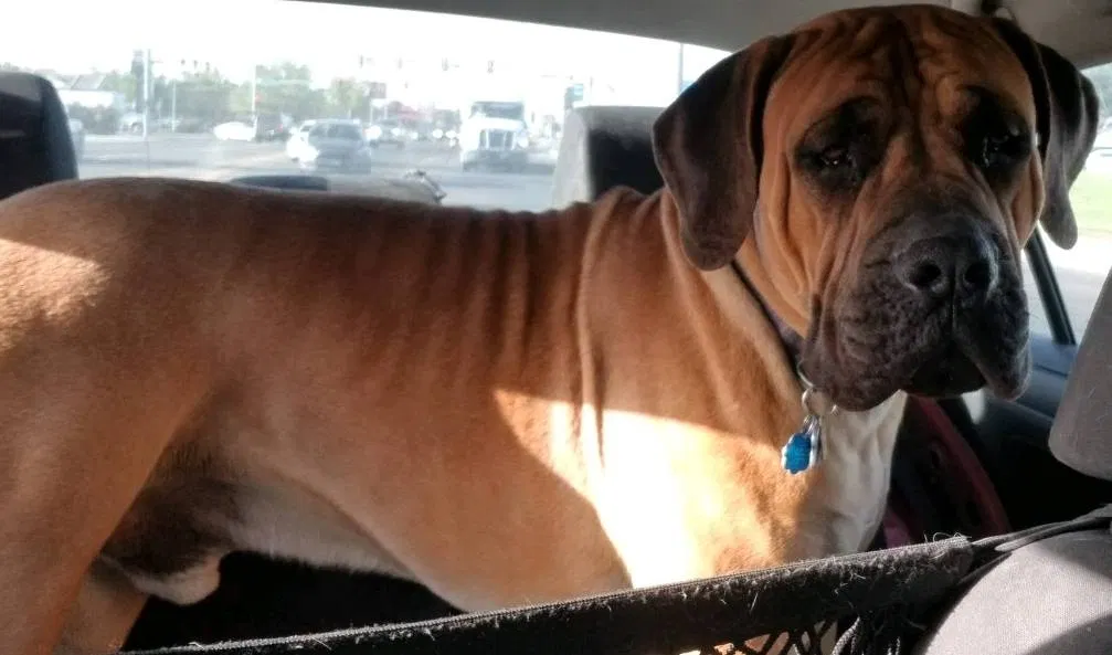 Lost dog in Kimberly, ID, 83341
