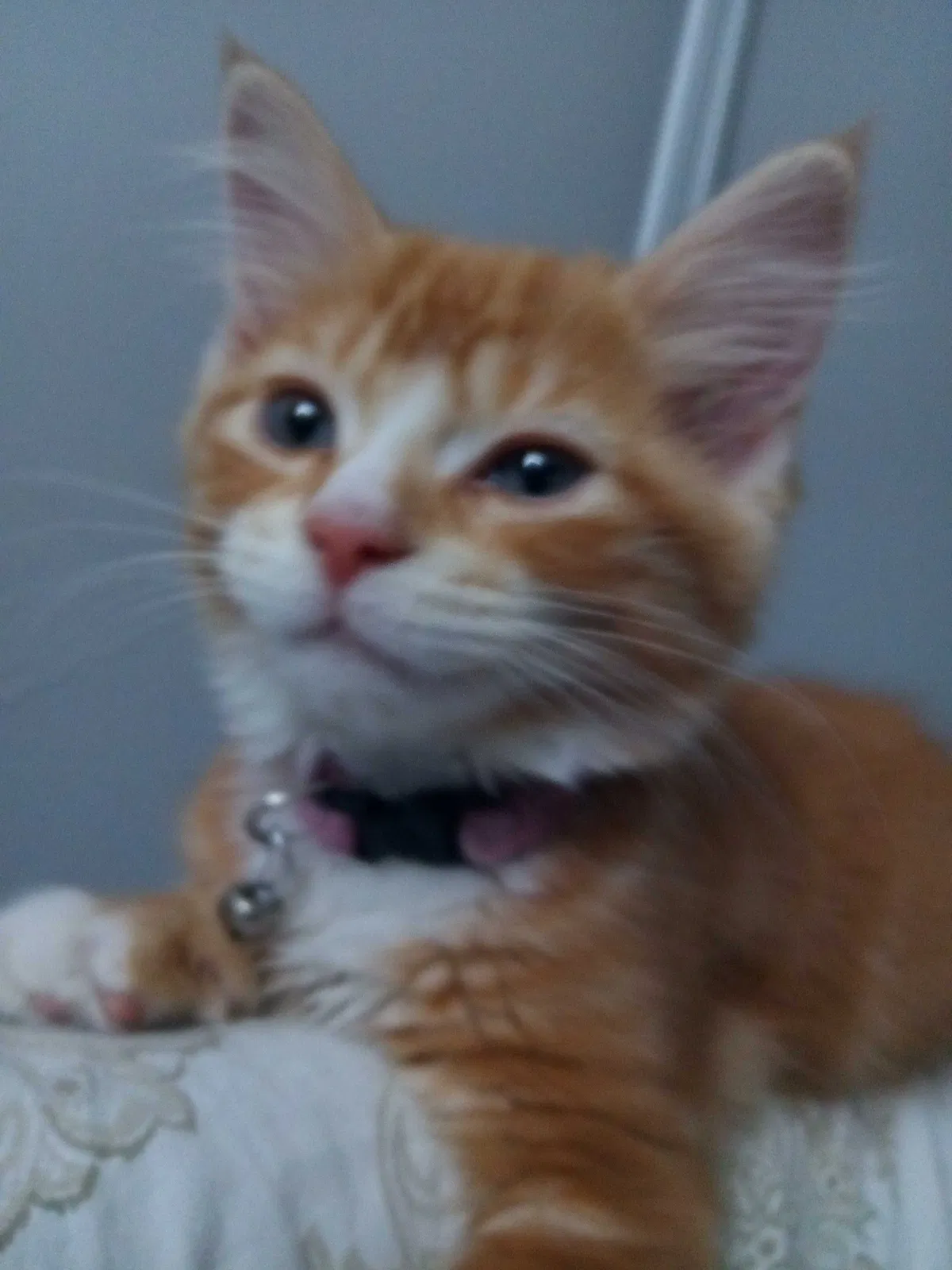 Lost cat in Orlando, FL, 32808