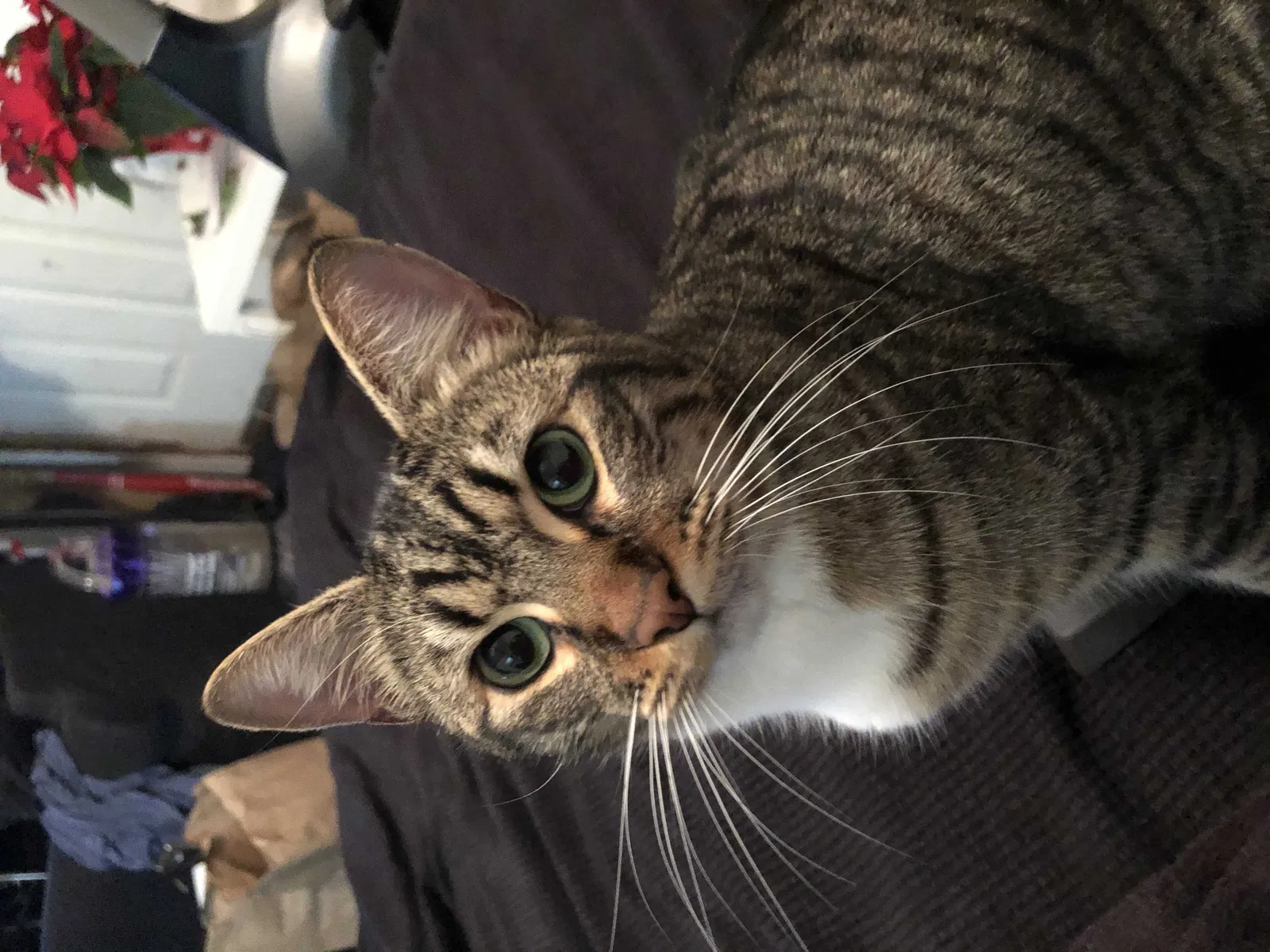 Lost cat in Portland, OR, 97202