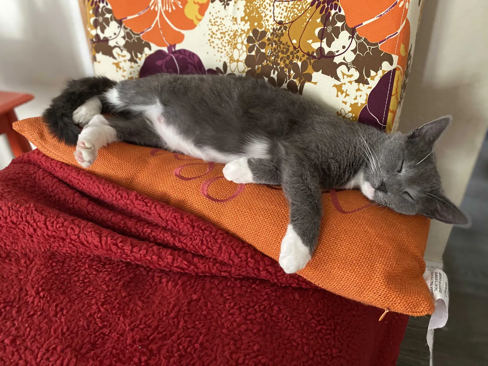Lost cat in Cape Coral, FL, 33990