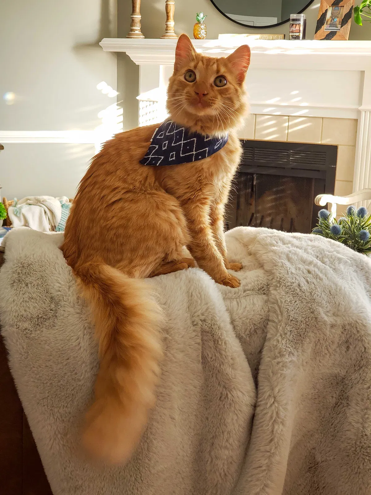 Lost cat in Lexington, SC, 29073