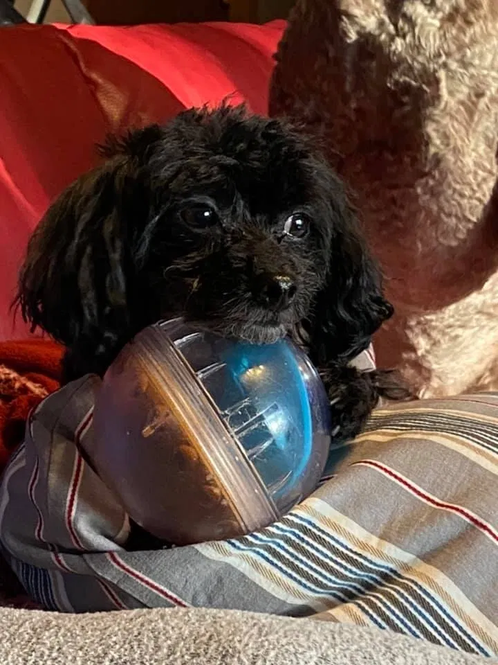 Lost dog in Prairie Du Chien, WI, 53821