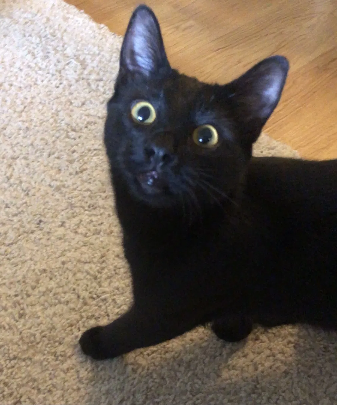 Lost cat in Sherman Oaks, CA, 91403