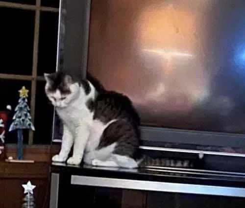 Lost cat in Orchard Park, NY, 14127