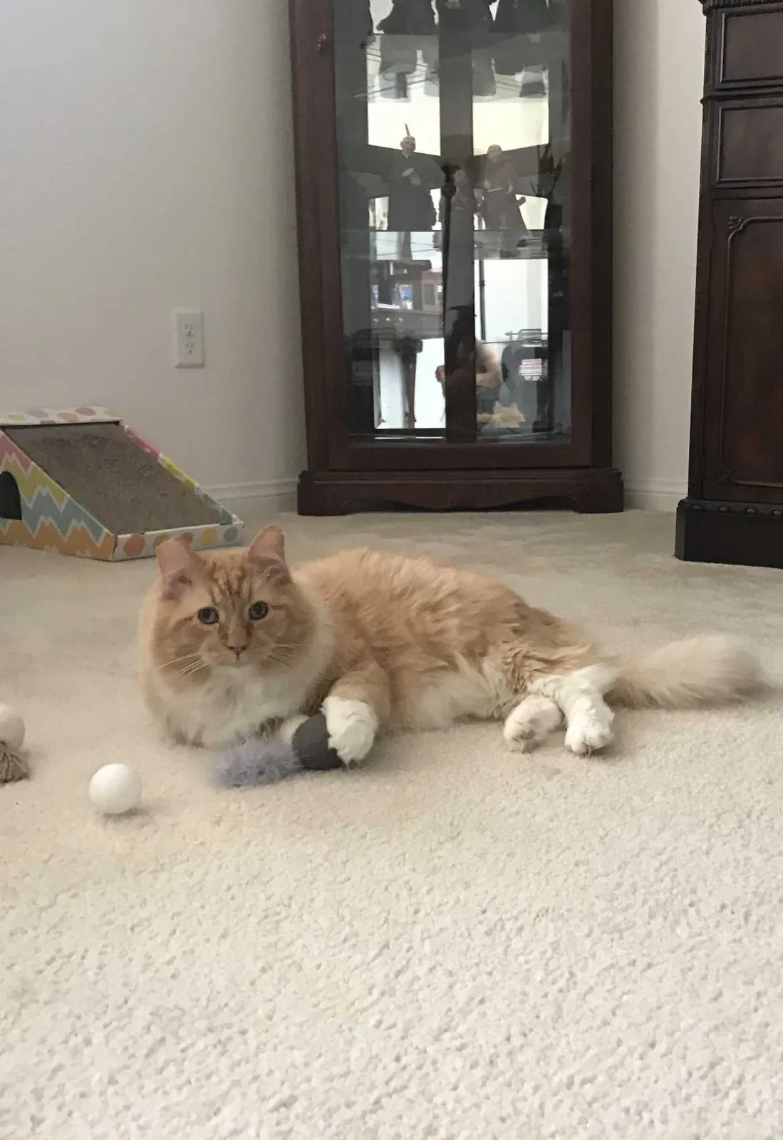 Lost cat in Henderson, NV, 89012