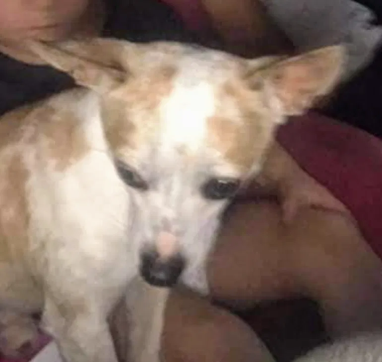 Lost dog in Benton, AR, 72015