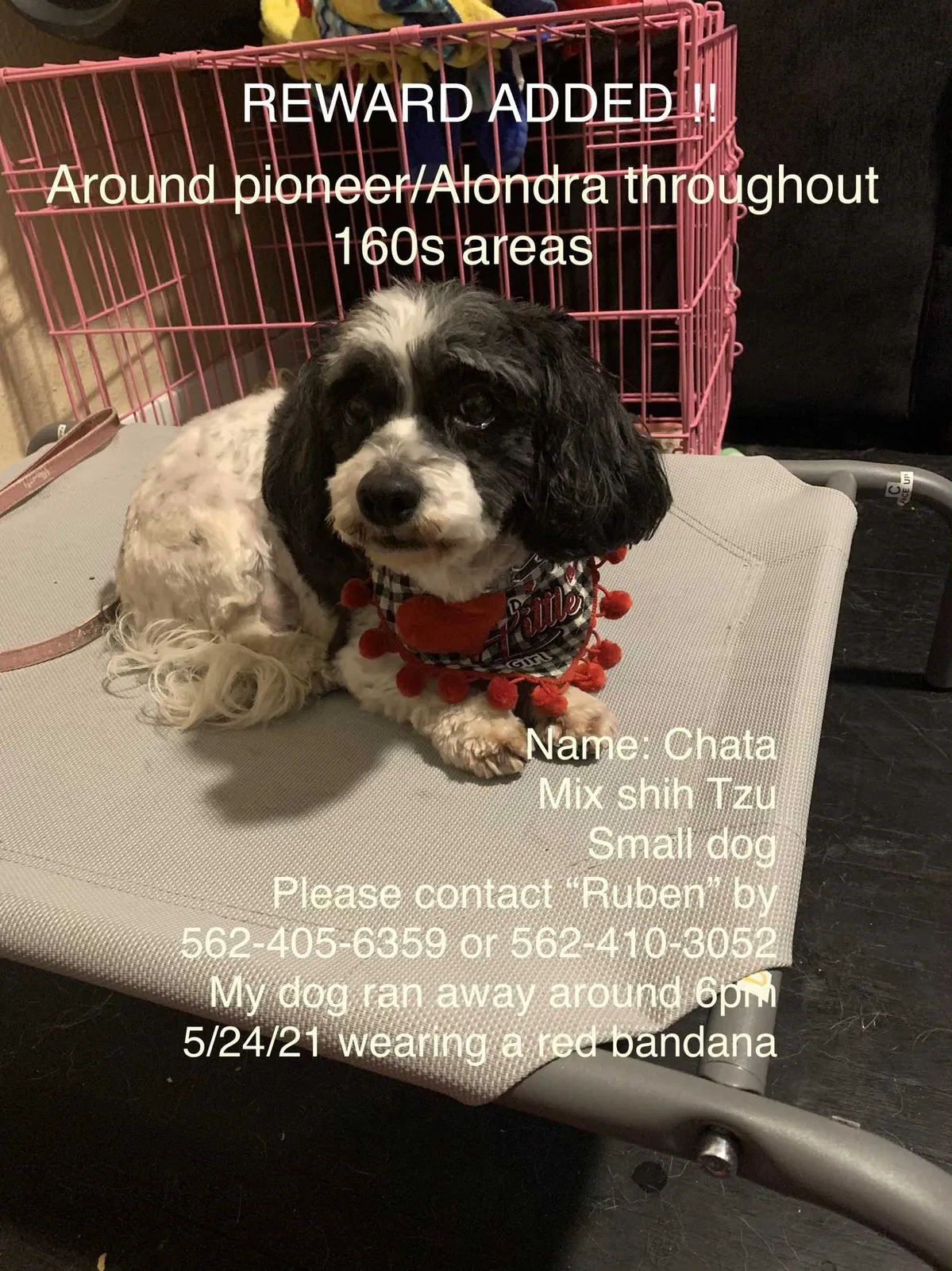 Lost dog in Norwalk, CA, 90650